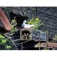 1765_6409 Brütende Möwe im Hamburger Hafen - Möwennest an der Kaimauer. | 